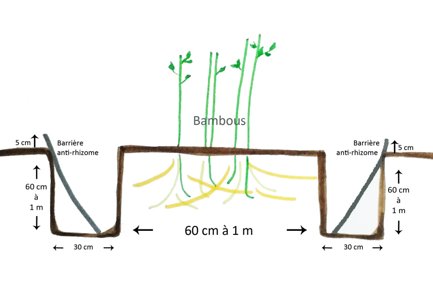 Shéma d'installation de la barrière anti-rhizome. Dessin Promesse de Fleurs.