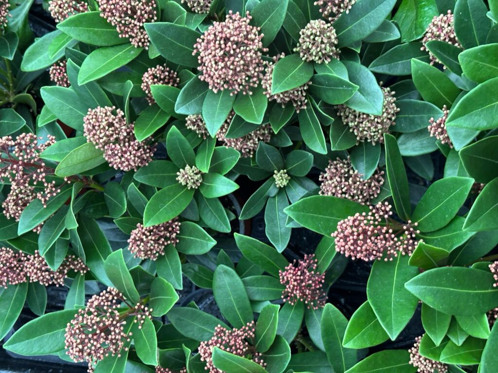 production skimmia