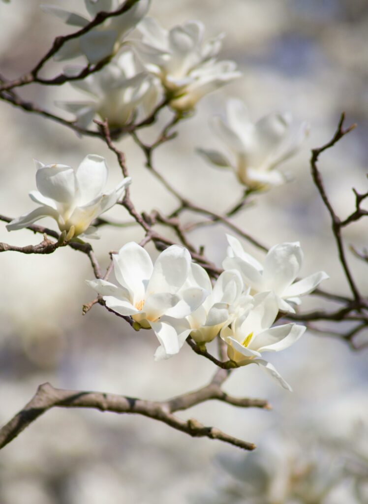 terreau pour magnolia